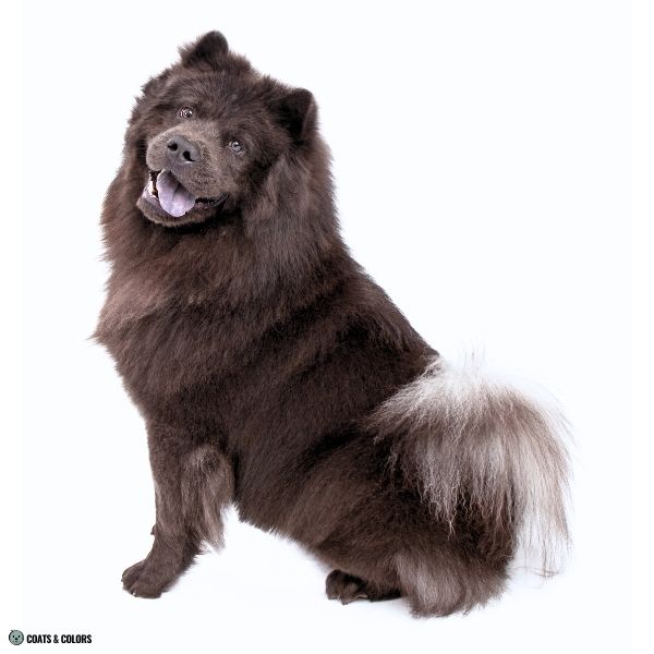 Chow Chow Color Chart blue solid