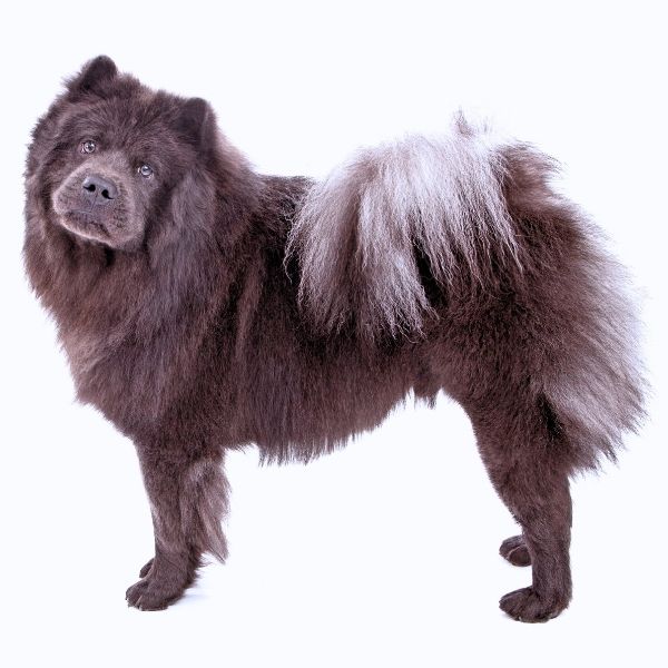 Chow Chow Color Chart blue
