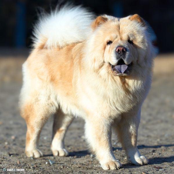 Chow Chow Color Chart recessive red cream