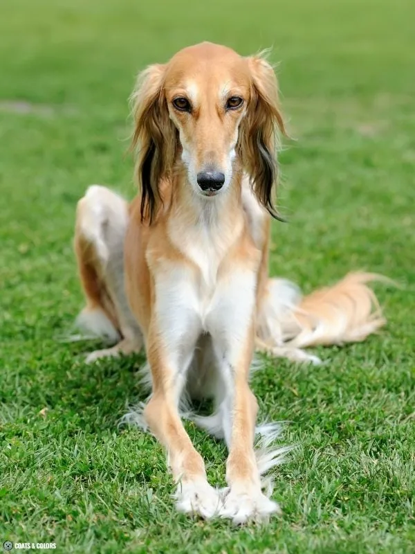 Shaded Sable 2024 black ear tipping