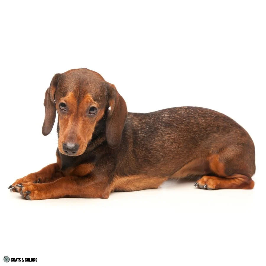 Shaded Sable 2024 heavy shading on shorthaired Dachshund