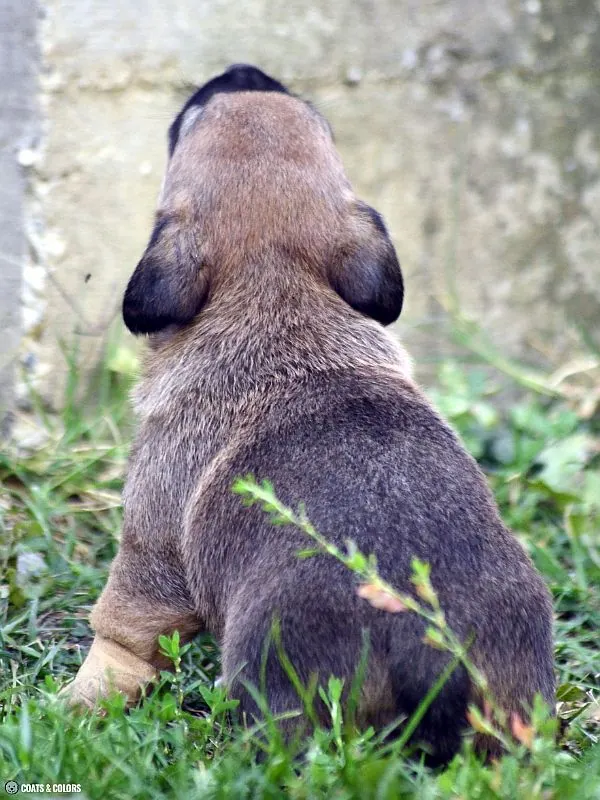 Shaded Sable 2024 sable puppy color change