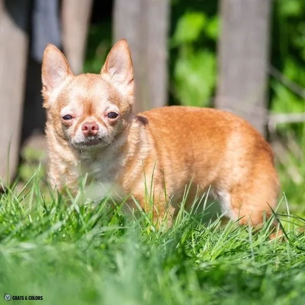 ee red Chi lookalike