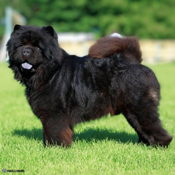 Black Chow Chow example 10