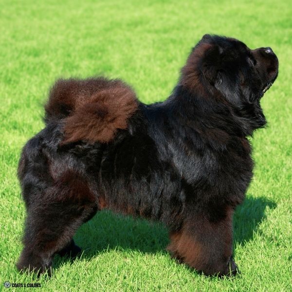 Black Chow Chow example 11