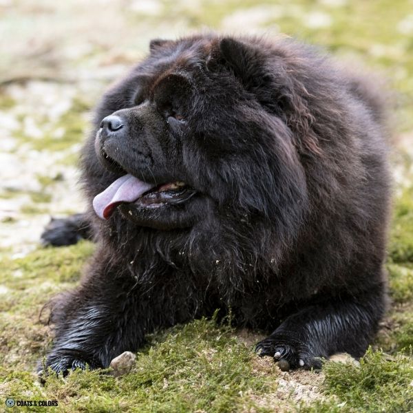Black Chow Chow example 12