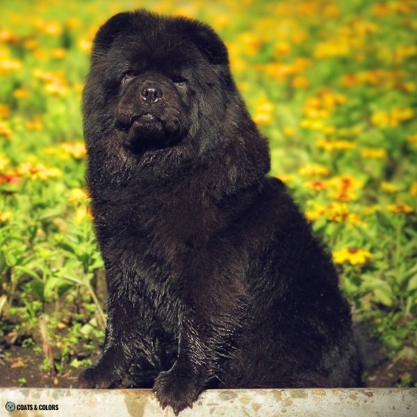 Black Chow Chow example 13