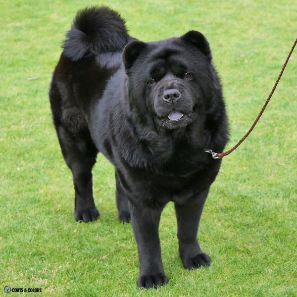 Black Chow Chow example 4