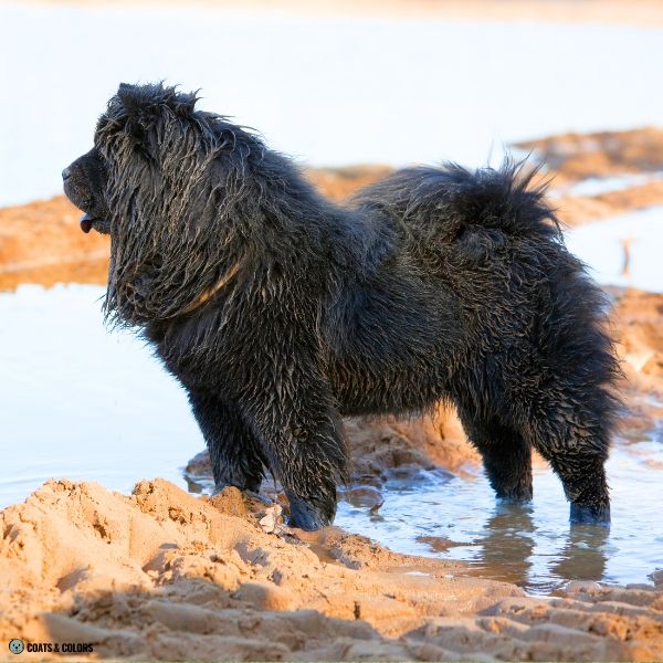 Black Chow Chow example 5