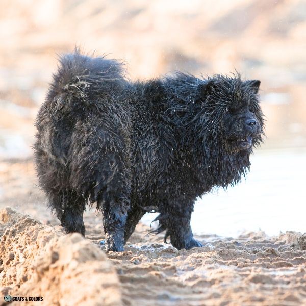 Black Chow Chow example 6