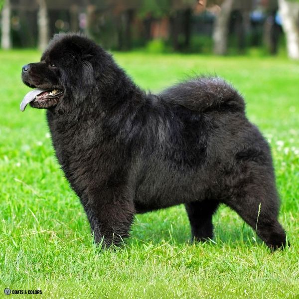 Black Chow Chow example 7