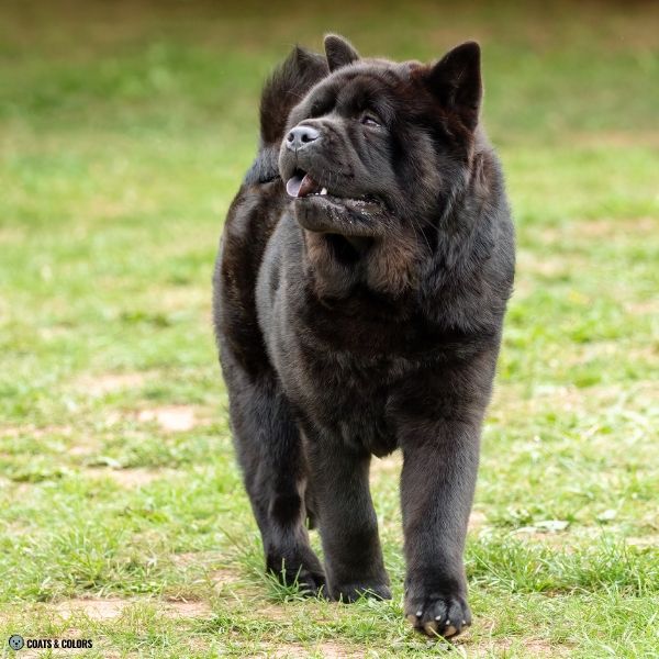 Black Chow Chow smooth