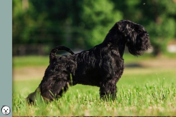 Black Miniature Schnauzer 900x600