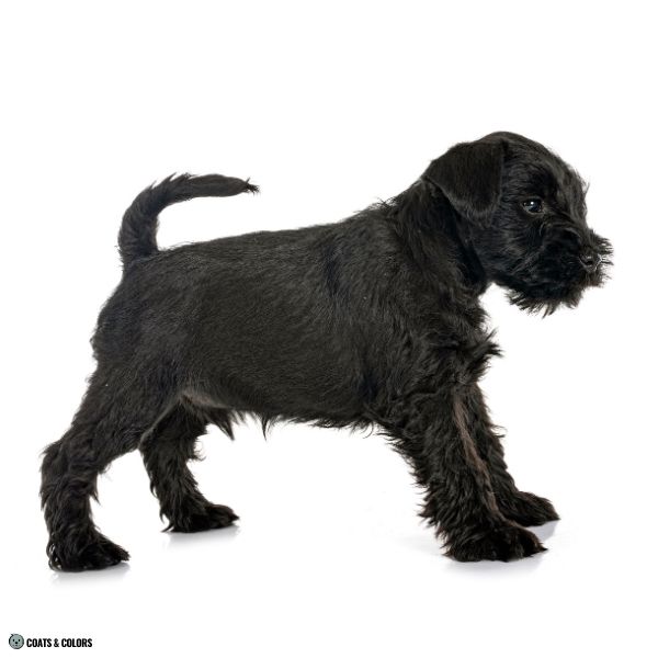Black Miniature Schnauzer puppy