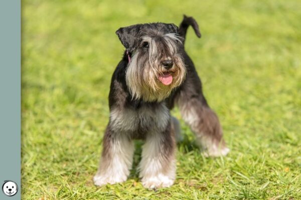 Black SIlver Miniature Schnauzer 900x600 1