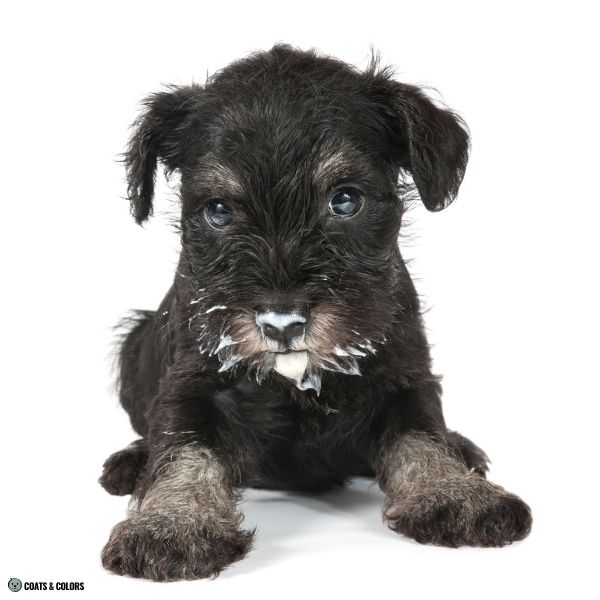 Black SIlver Miniature Schnauzer puppy