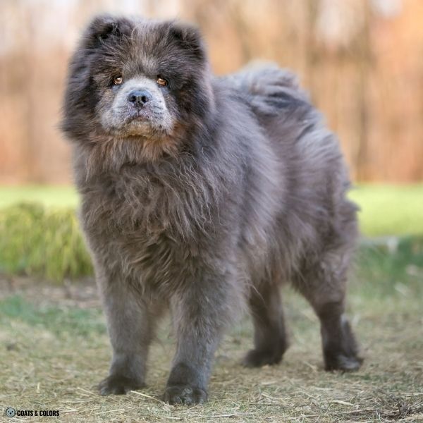 Blue Chow Chow example 1