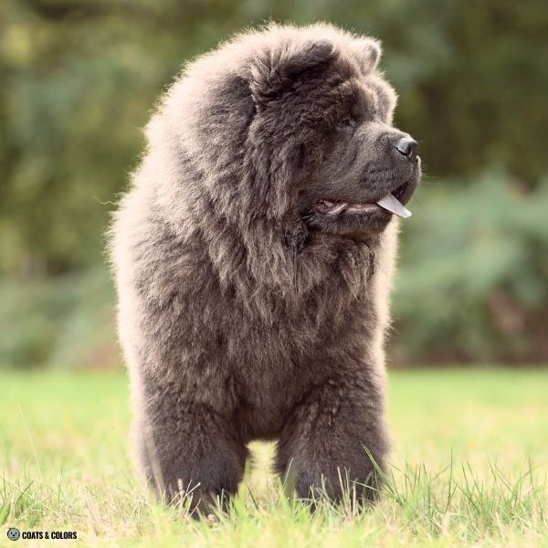 Blue Chow Chow example 2
