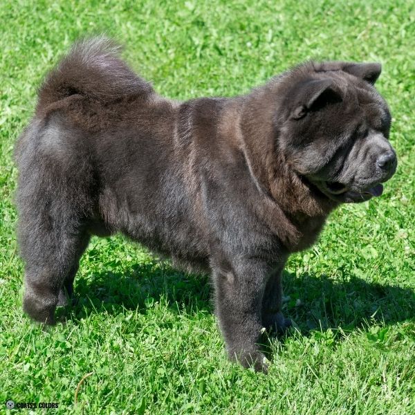 Blue Chow Chow example 4