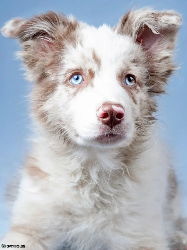 Blue Eye Trait ALX4 comparison merle phenotype