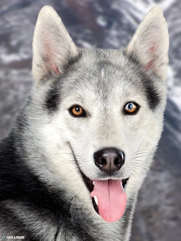 Blue Eye Trait ALX4 heterochromia marbled eye