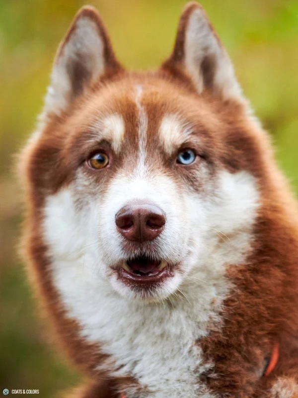 Blue Eye Trait ALX4 one blue eye heterochromia
