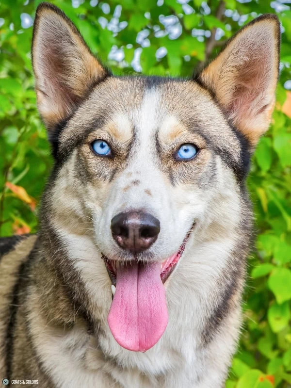 Blue Eye Trait ALX4 two blue eyes
