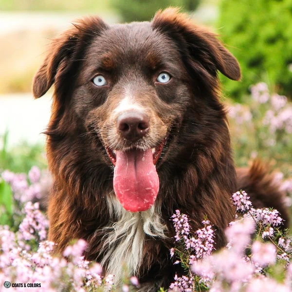 Blue Eye Trait ALX4 Australian Shepherd