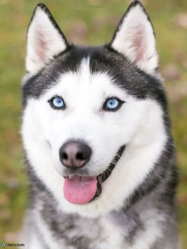 Blue Eye Trait ALX4 Husky face