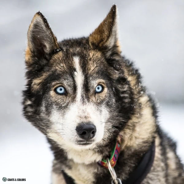 Blue Eye Trait ALX4 Northern Breeds