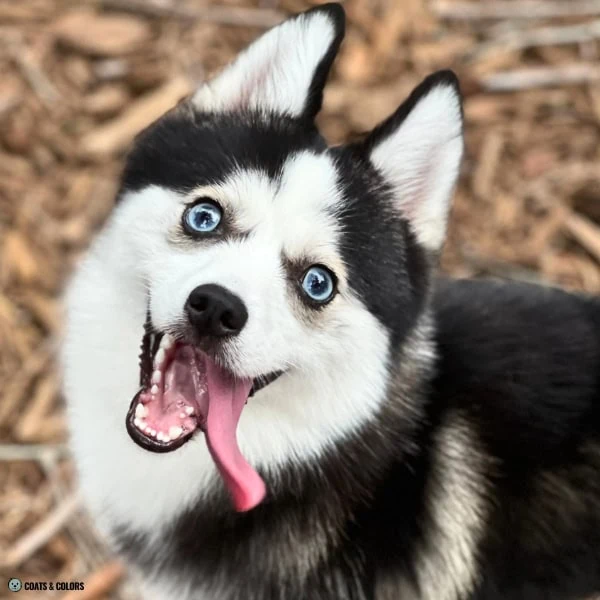 Blue Eye Trait ALX4 Pomsky