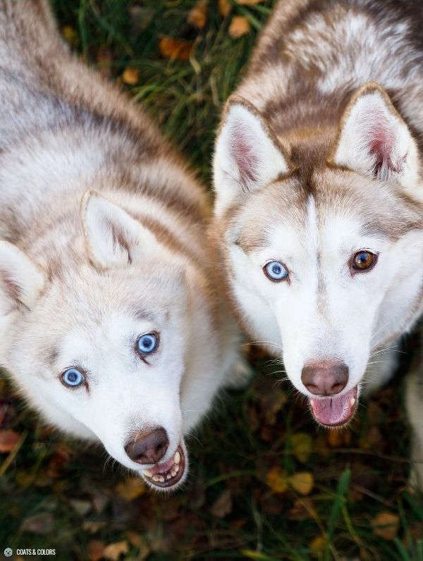 Blue Eye Trait ALX4 Siberian Huskies