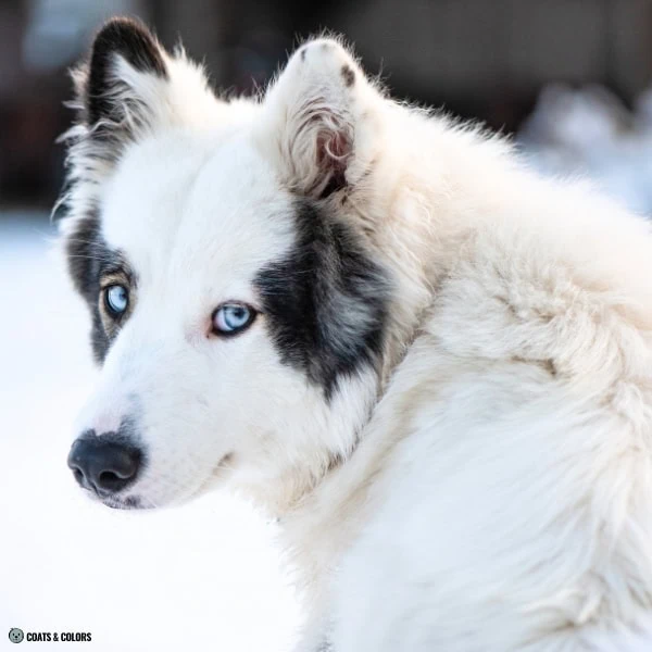 Blue Eye Trait ALX4 Yakutian Laika