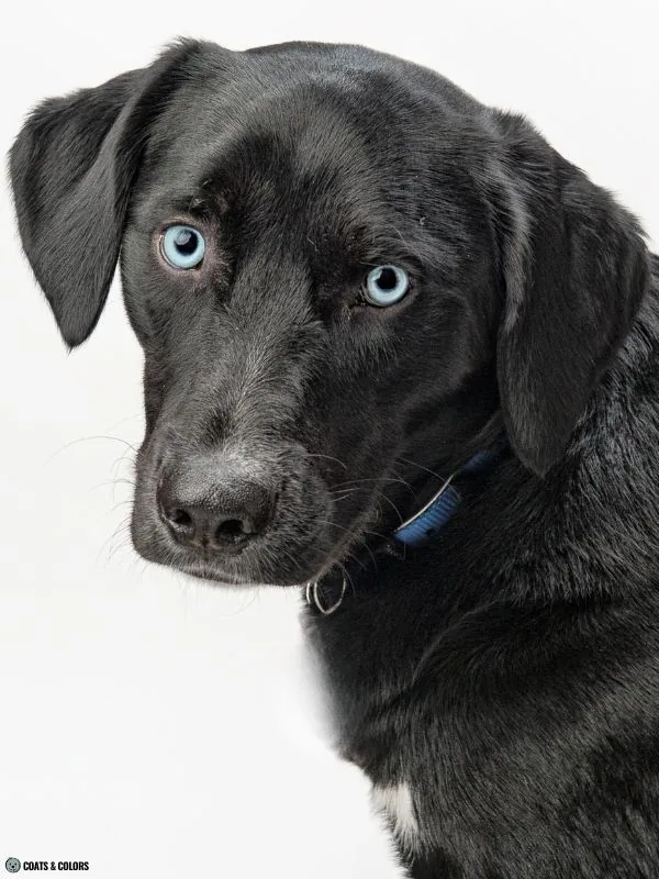 Blue Eye Trait ALX4 two blue eyes black