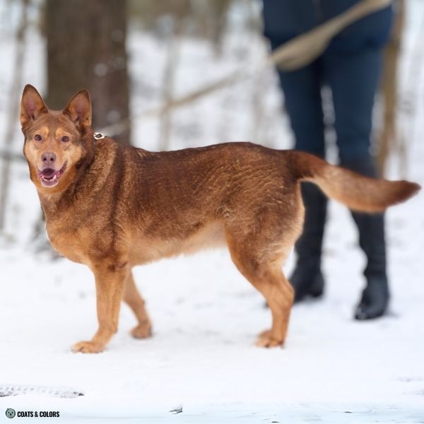 Brown Sable breed terms GSD