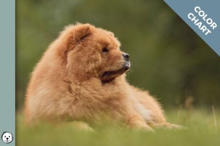 Chow Chow Color Chart Coats and Colors