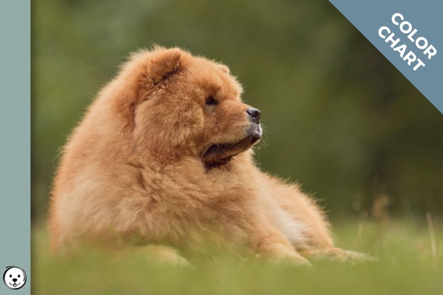 Chow Chow Color Chart 900x600 1