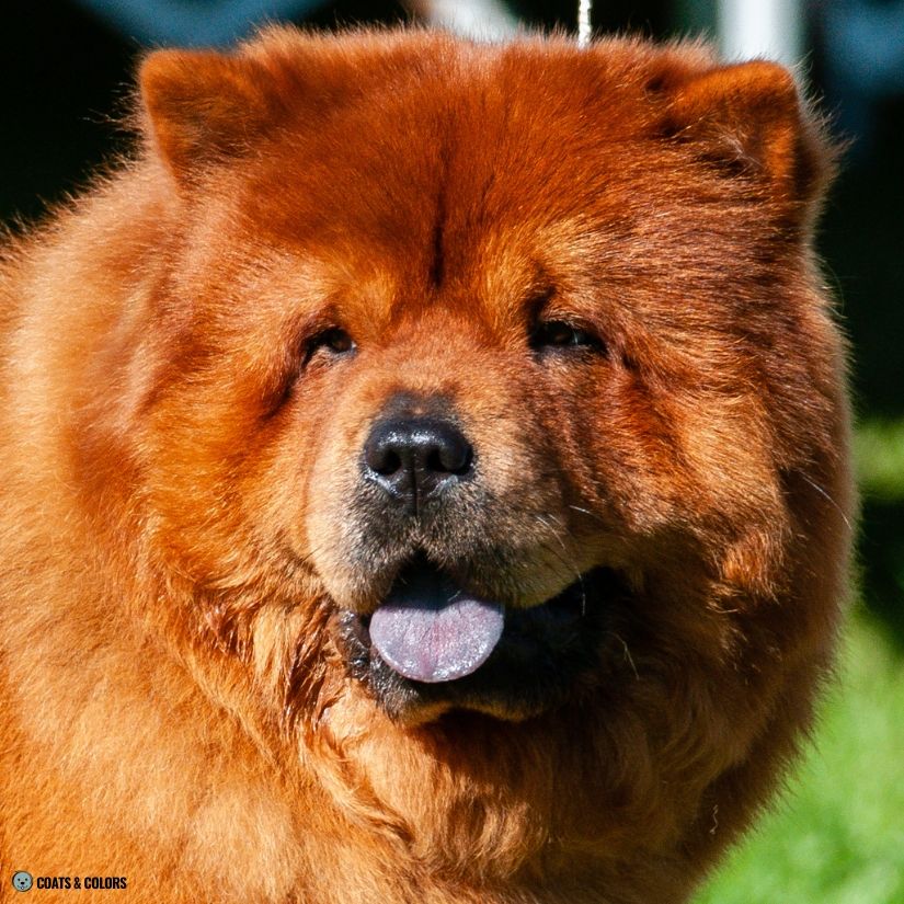 Chow Chow Color Chart black nose red
