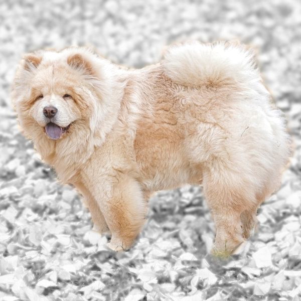 Chow Chow Color Chart blue based cream