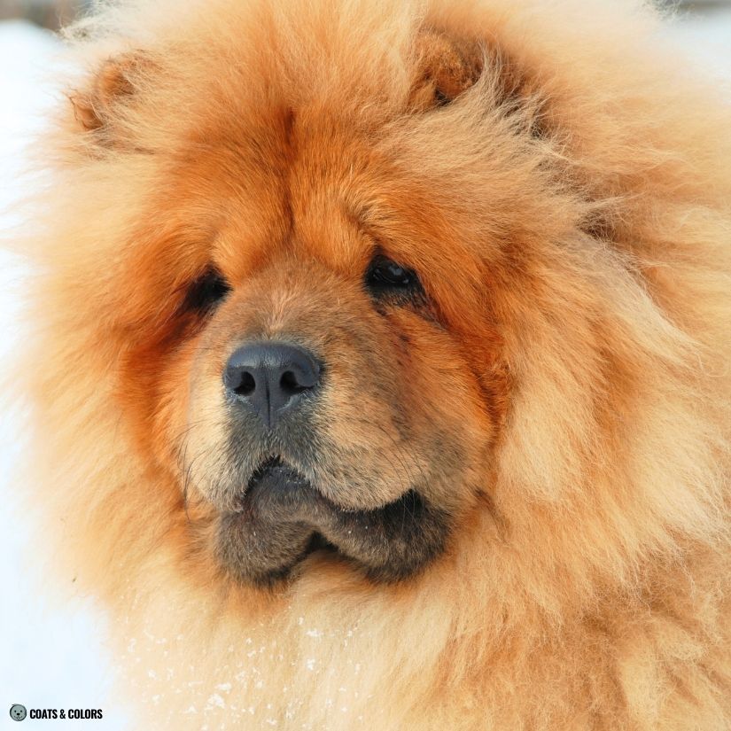 Chow Chow Color Chart brown eyes