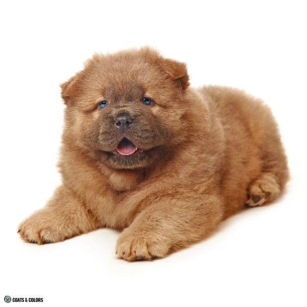 Chow Chow Color Chart cinnamon puppy