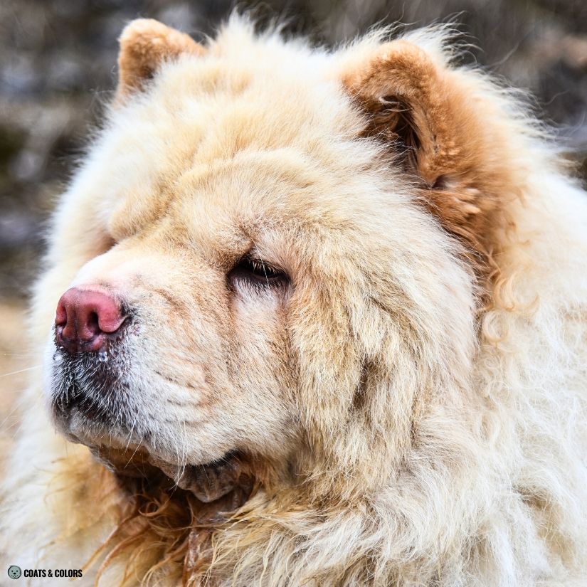 Chow Chow Color Chart fading nose