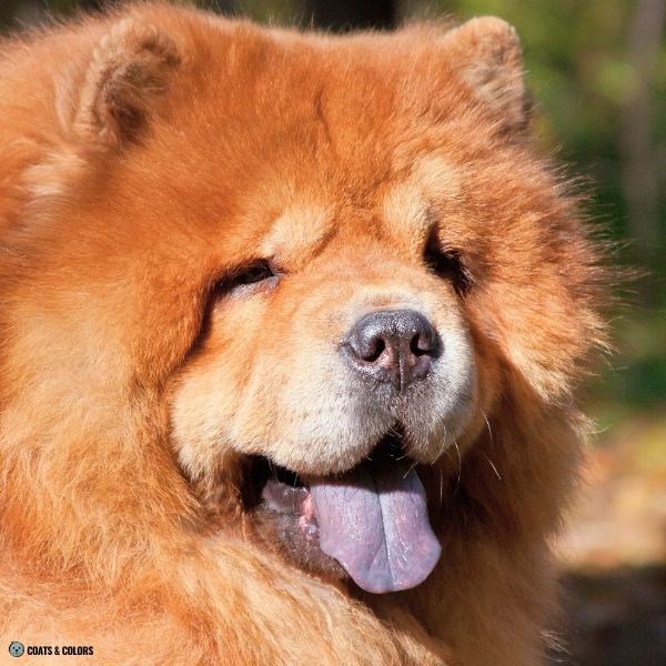 Chow Chow Color Chart gray nose fawn