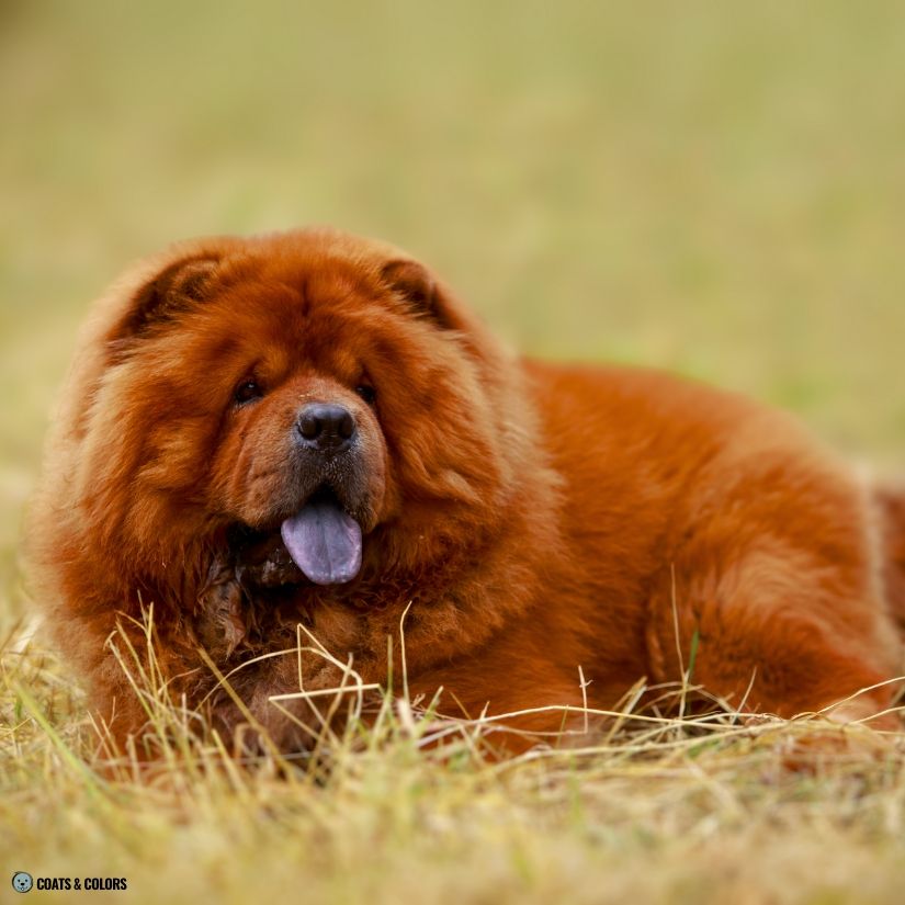 Chow Chow Color Chart intensity deep red