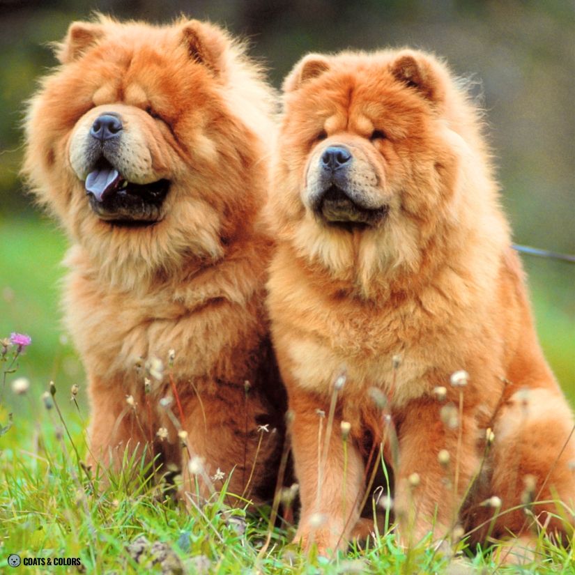 Chow Chow Color Chart intensity orange