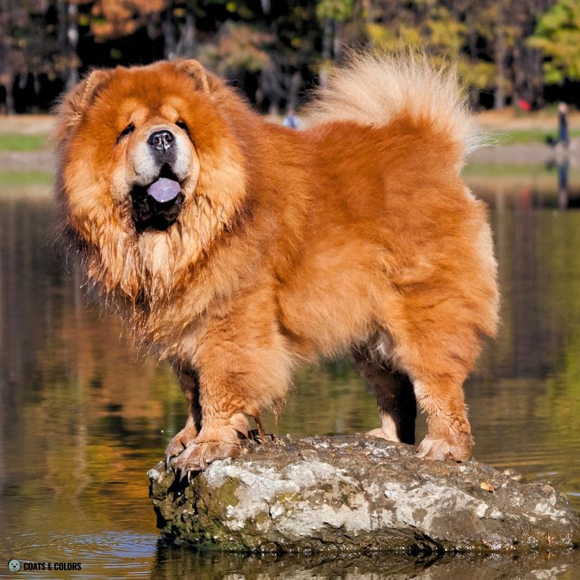 Chow Chow Color Chart intensity red