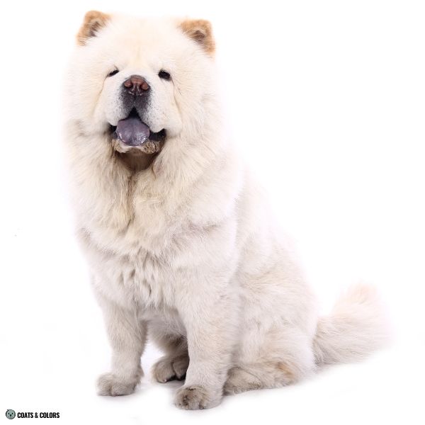 Chow Chow Color Chart intensity white