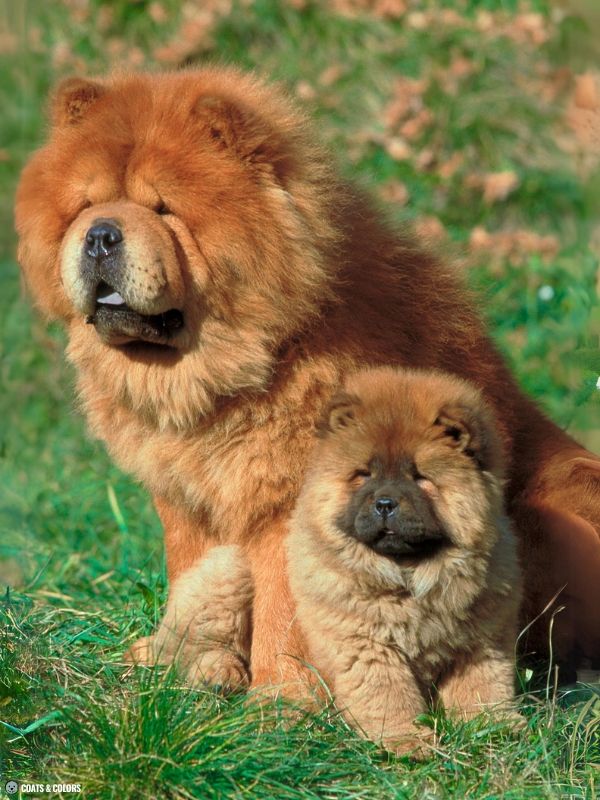 Chow Chow Color Chart puppy mask