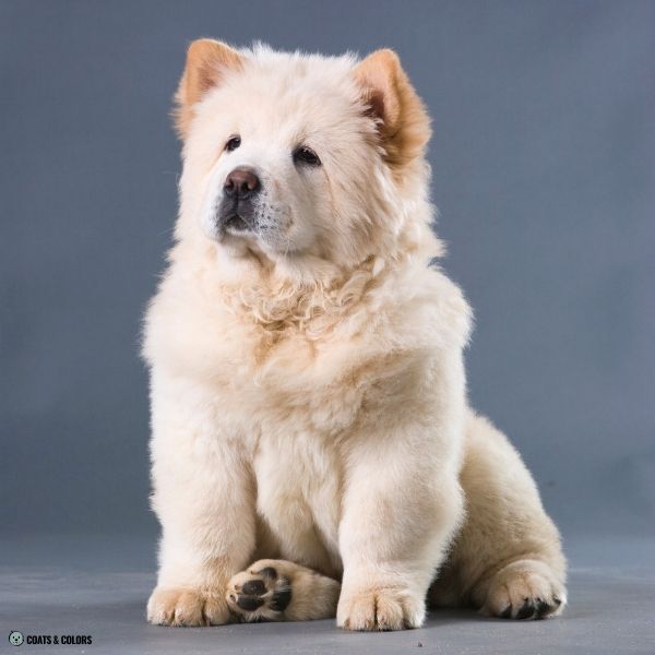 Chow Chow Color Chart recessive red pattern