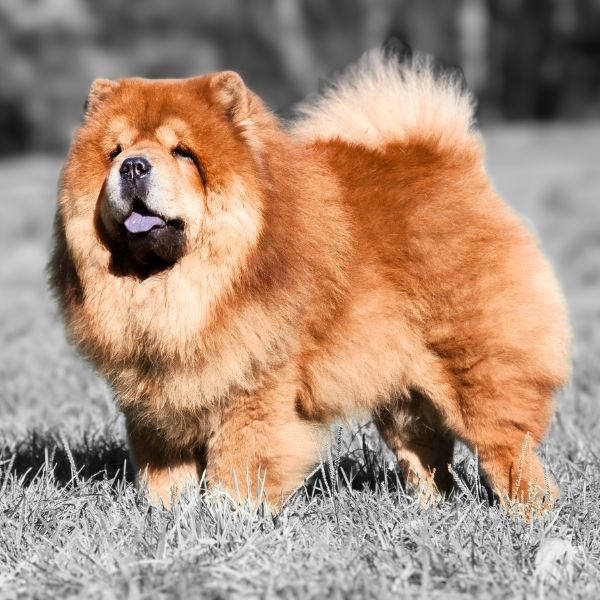 Chow Chow Color Chart red black sable
